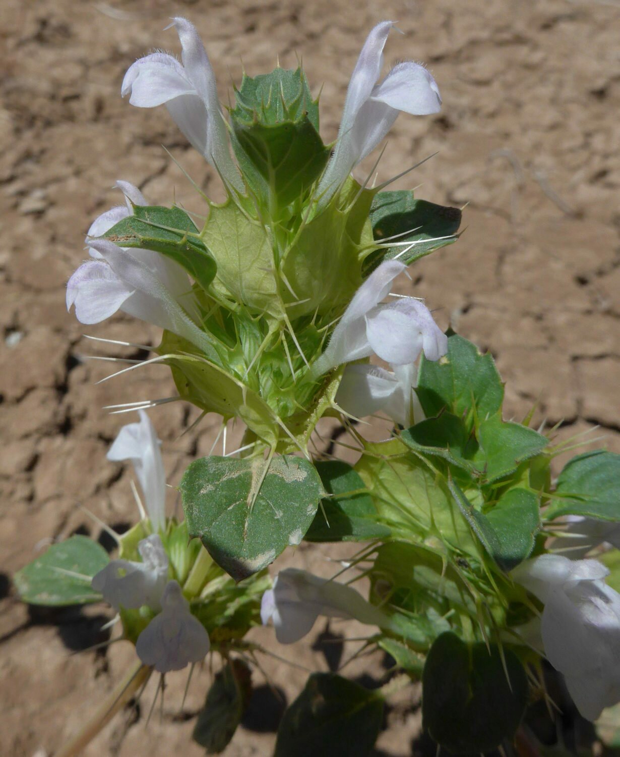 High Resolution Acanthomintha obovata Flower